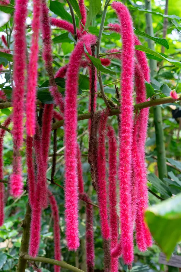 Pink Acalypha Chenille Flower seeds for Planting - Pollinator Friendly, Heirloom & GMO Free Seeds for Home Garden