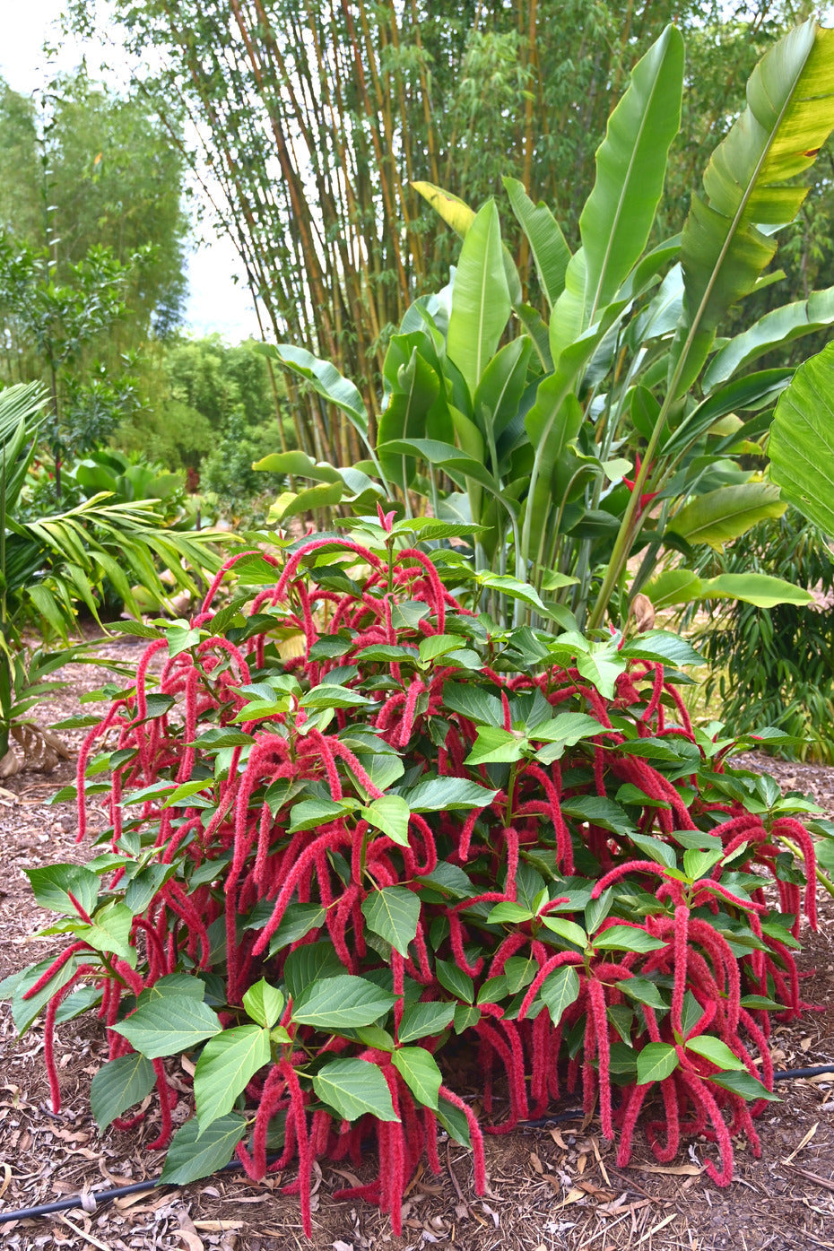 Red Hot Cattail Flower Seeds – Acalypha Hispida Tropical Plant