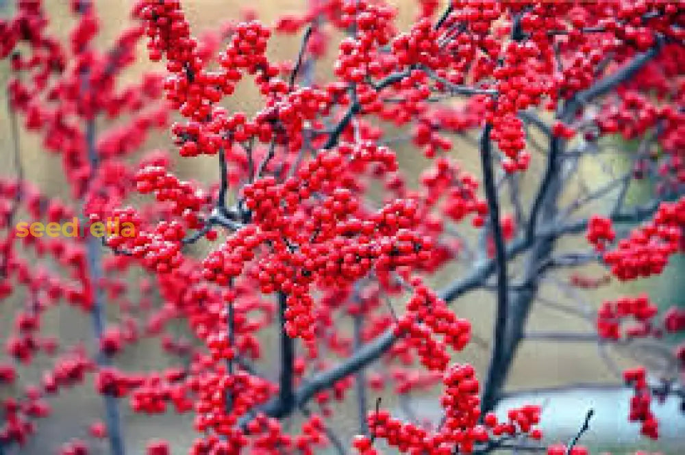 Red Ilex Seeds - Complete Planting Collection Plant Seeds