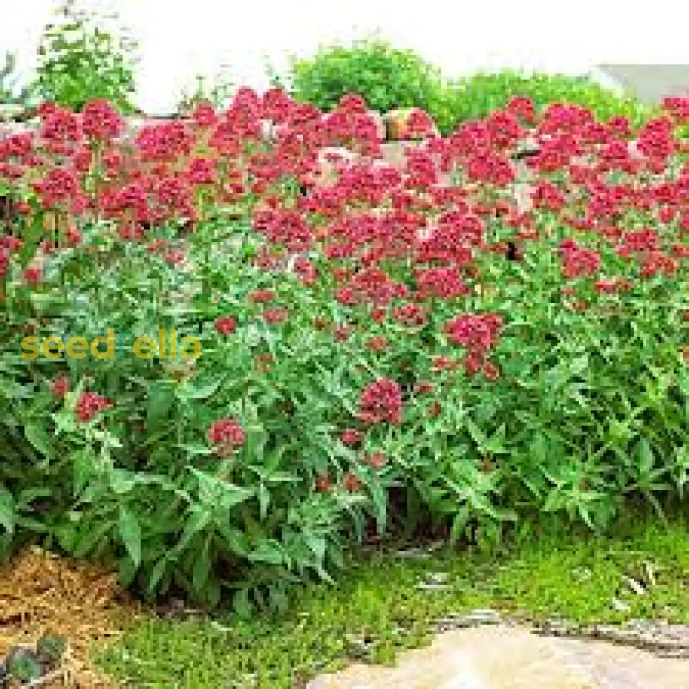 Red Jupiter’s Beard Flower Seeds - Perennial Planting For Vibrant Blooms