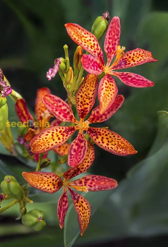 Red Leopard Flower Seeds For Planting - Brighten Your Garden