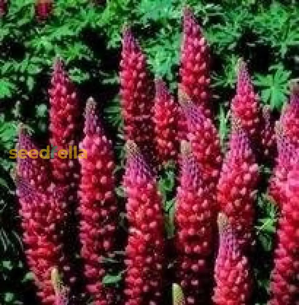 Red Lupin Plant Seeds For Planting Vibrant Perennial Garden Blooms Seeds