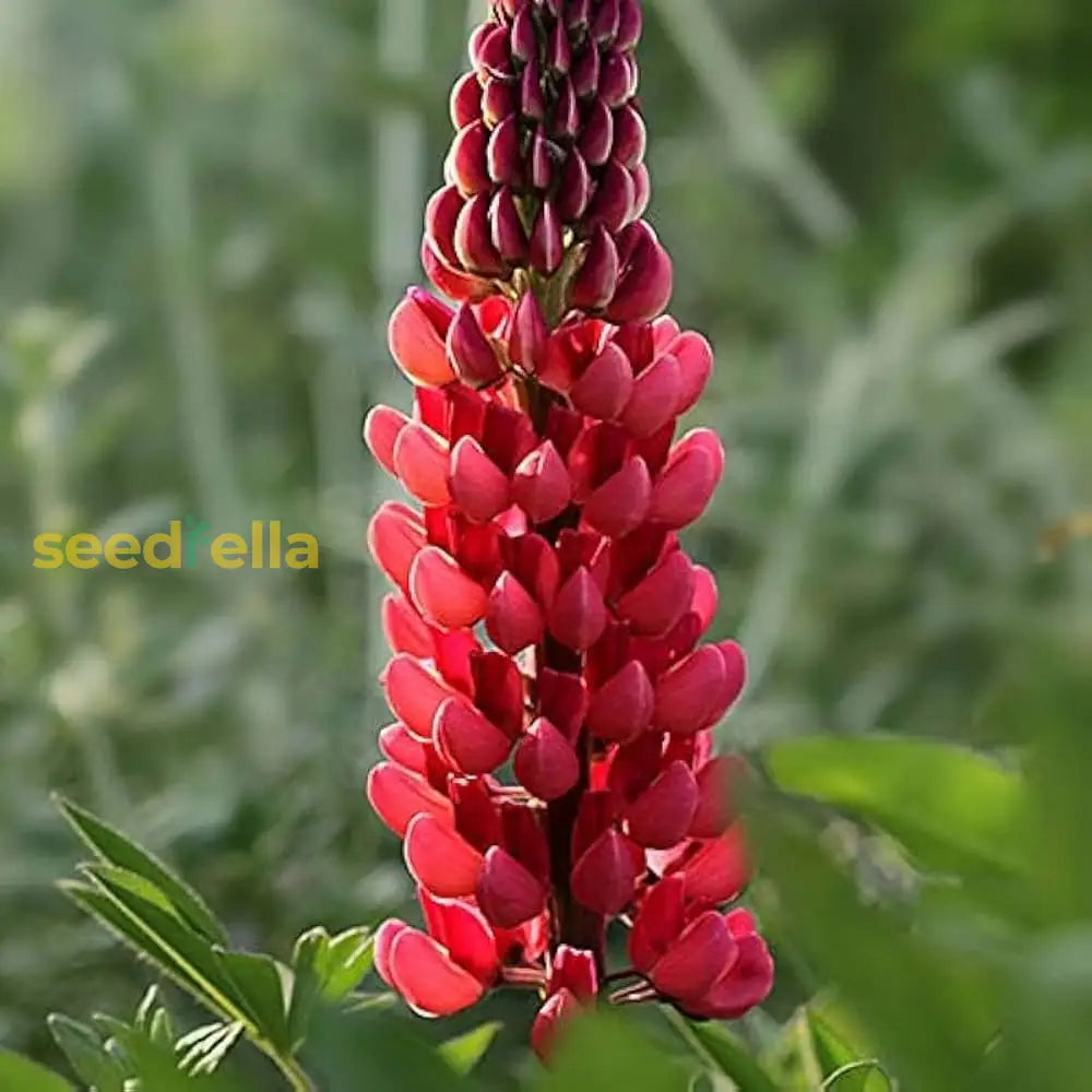 Red Lupin Plant Seeds For Planting Vibrant Perennial Garden Blooms Seeds