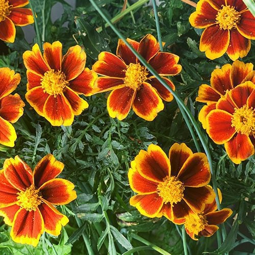 Marigold Red Marietta Flower Planting Seed for Plantings for Planting - Vibrant Garden Blooms for Colorful Landscapes He