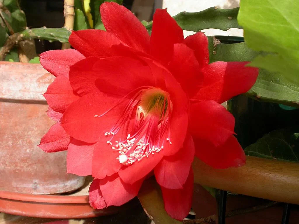 Red Nopalxochia Flower Seeds for Planting