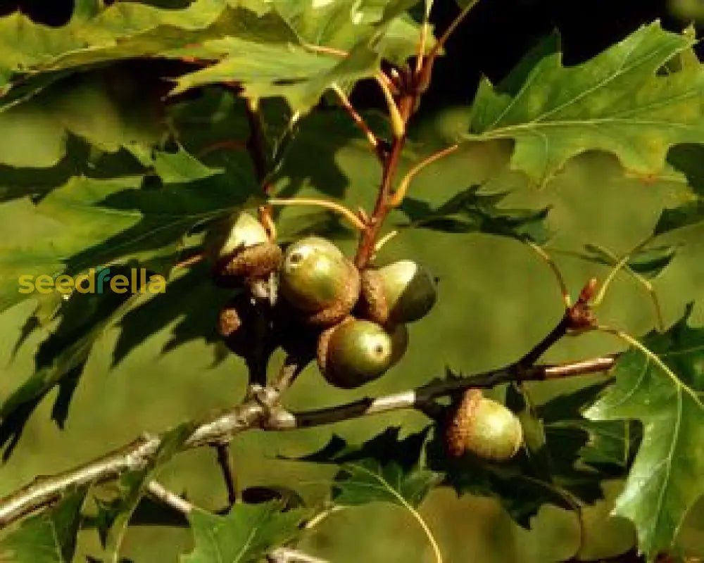 Red Oak Tree Planting Seeds
