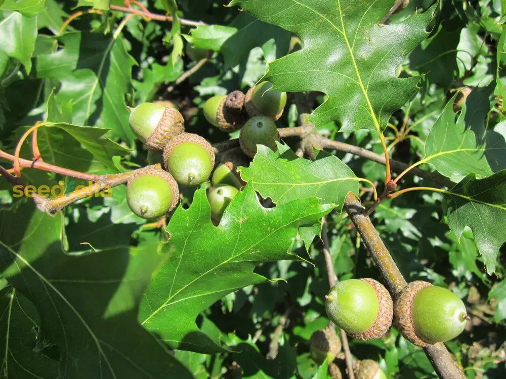 Red Oak Tree Planting Seeds