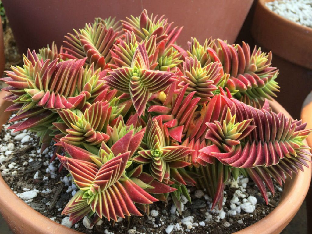 Red Pagoda Flower seeds for Planting - Seasonal Bloomer, Heirloom & GMO Free Seeds for Home Garden