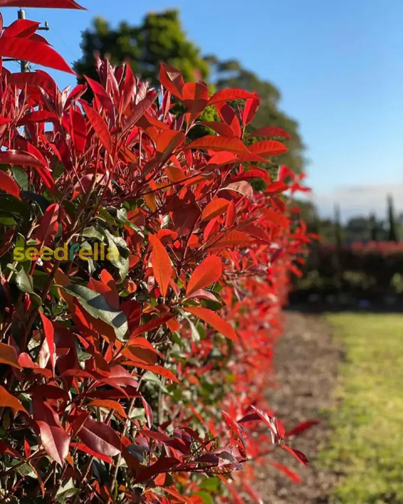 Red Photinia Serrulata Planting Seeds - Ornamental Tree For Gardens Plant Seeds