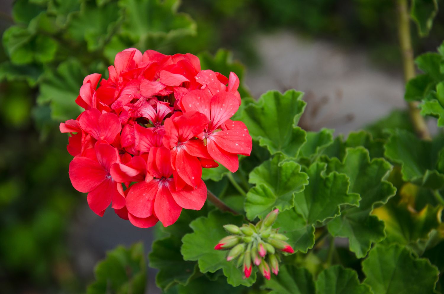 Close-Up of Red and Pink Geranium Flowers