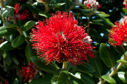 Red Pohutukawa Flower seeds for Planting - Seasonal Bloomer, Heirloom & GMO Free Seeds for Home Garden