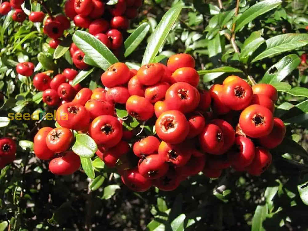 Red Pyracantha Fortuneana Seeds For Planting Vibrant Berries Easy-Growing Shrub Flower