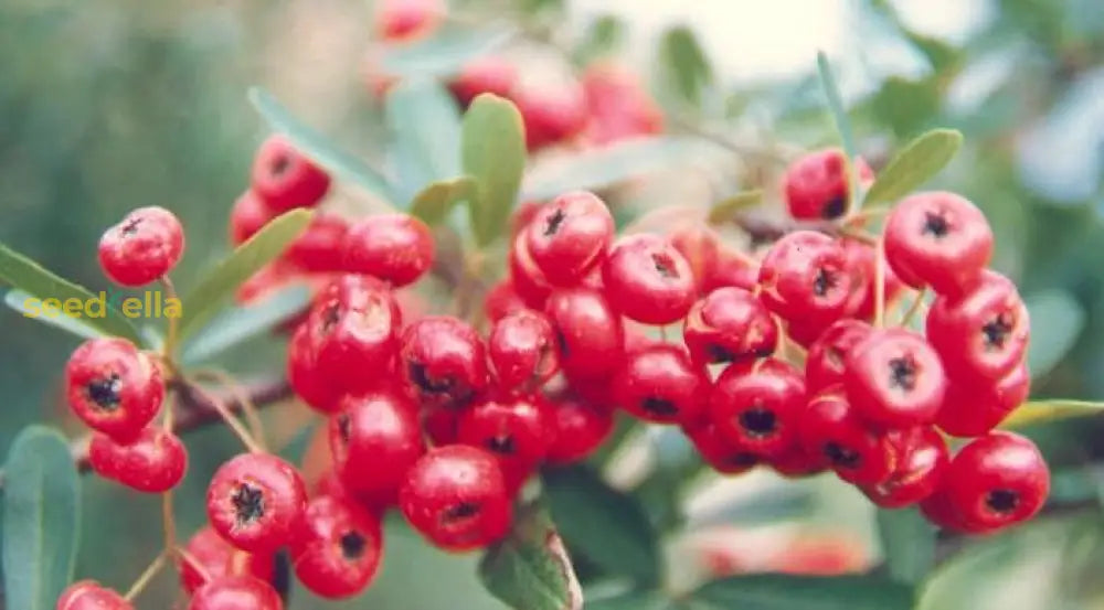 Red Pyracantha Fortuneana Seeds For Planting Vibrant Berries Easy-Growing Shrub Flower