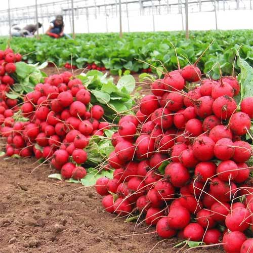 Radish Vegetable Seeds for Home Planting