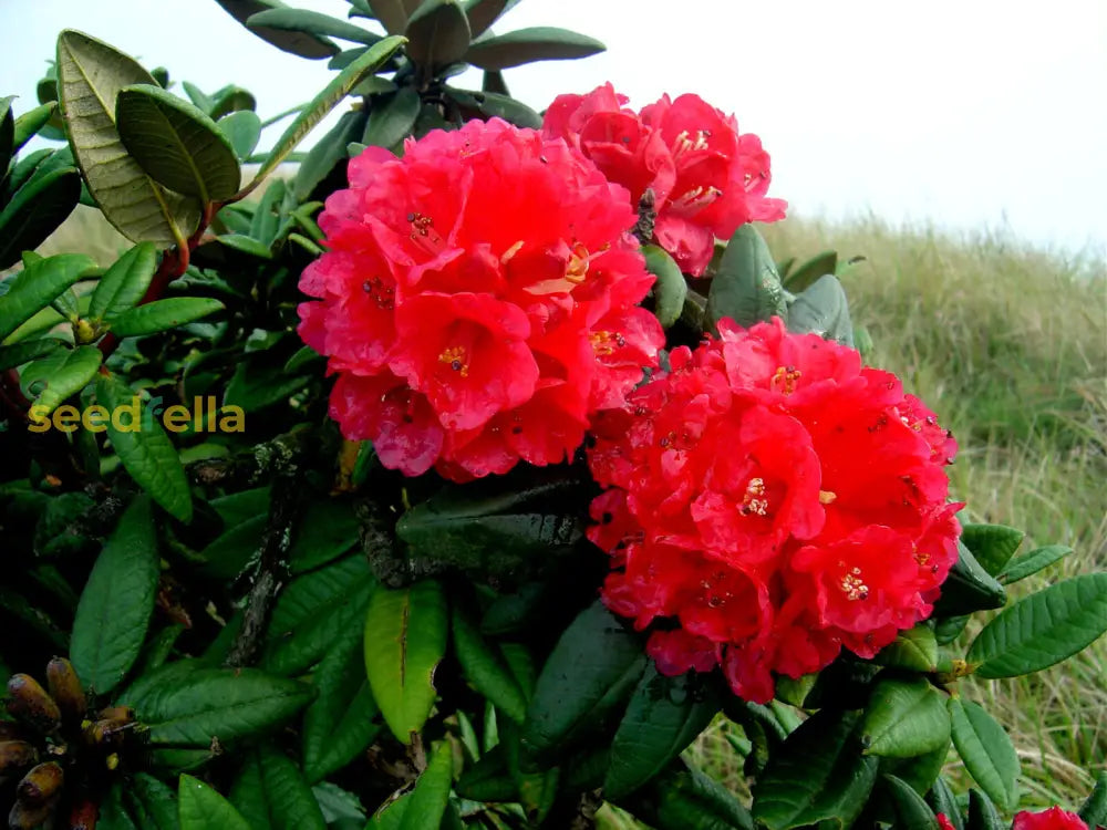 Red Rhododendron Seeds For Planting - Perennial Blooms Flower