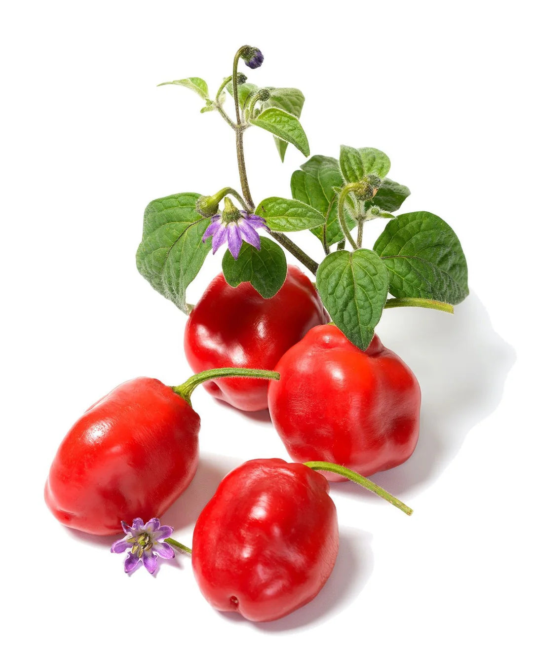 Red Giant Rocoto Pepper Seeds for Planting