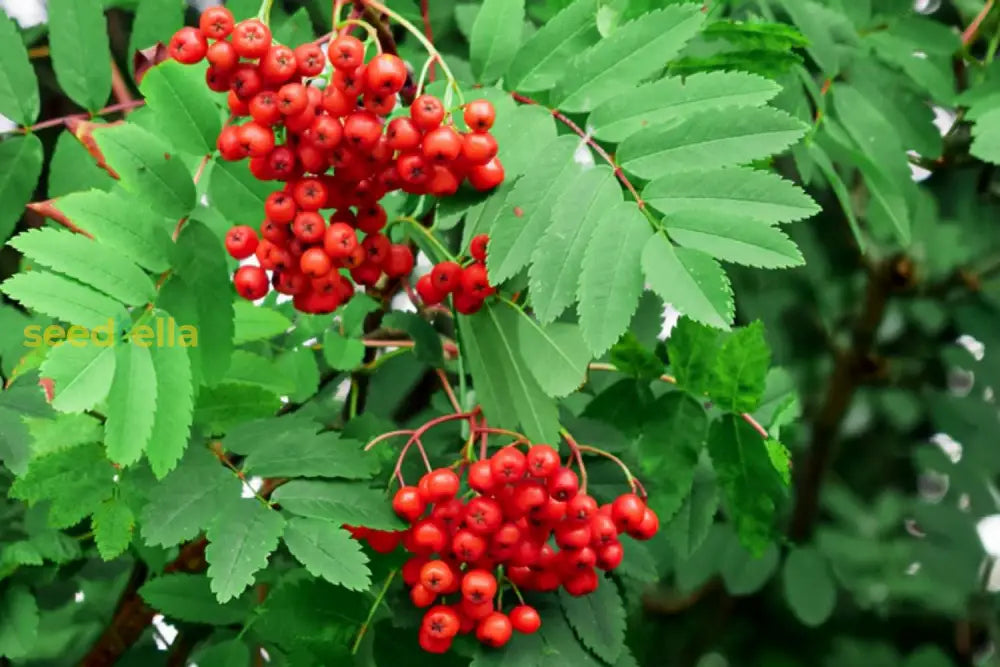 Red Rowan Tree Seeds Planting Plant Seeds