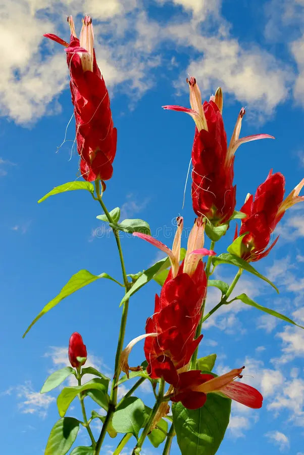 Pink Pachystachys Lutea Seeds Flower seeds for Planting - Perfect for Borders, Heirloom & GMO Free Seeds for Home Garden