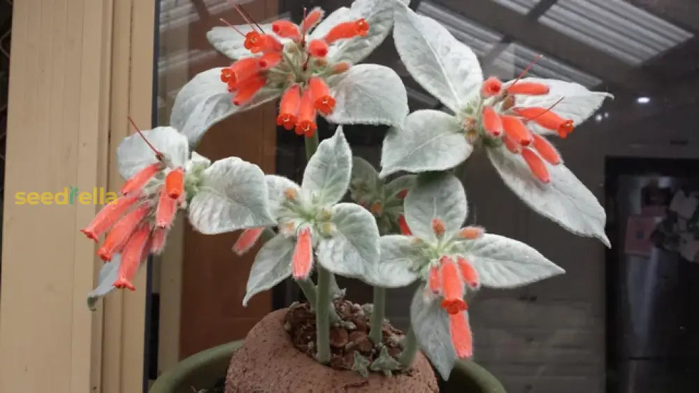 Red Sinningia Leucotricha Plant Seeds Perfect For Indoor Planting Vibrant Flowers & Silver