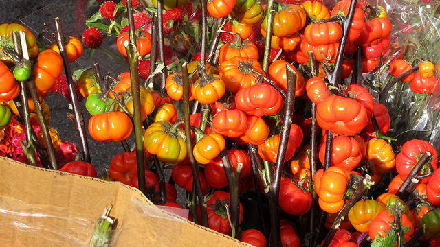 Red Solanum Integrifolium seeds for planting Non GMO