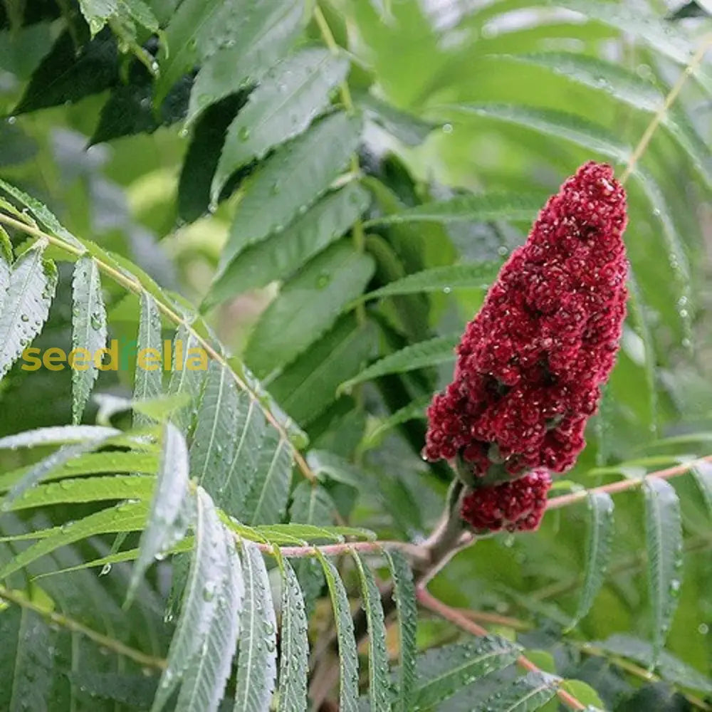 Red Staghorn Sumac Planting Seeds - Grow Your Own Trees Plant Seeds
