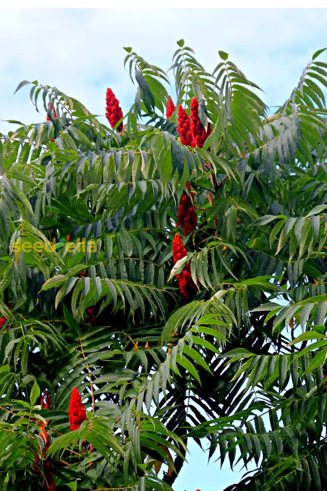 Red Staghorn Sumac Planting Seeds - Grow Your Own Trees Plant Seeds