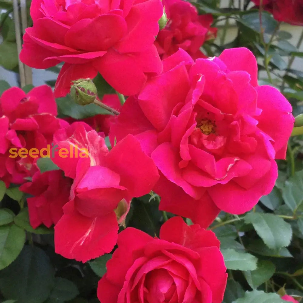 Red Thornless Rose Seeds For Planting Beautiful Blooms Without Thorns Flower