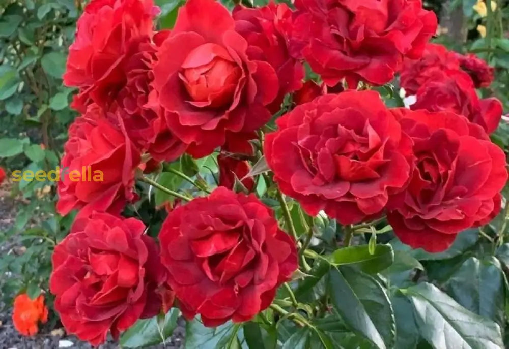 Red Thornless Rose Seeds For Planting Beautiful Blooms Without Thorns Flower