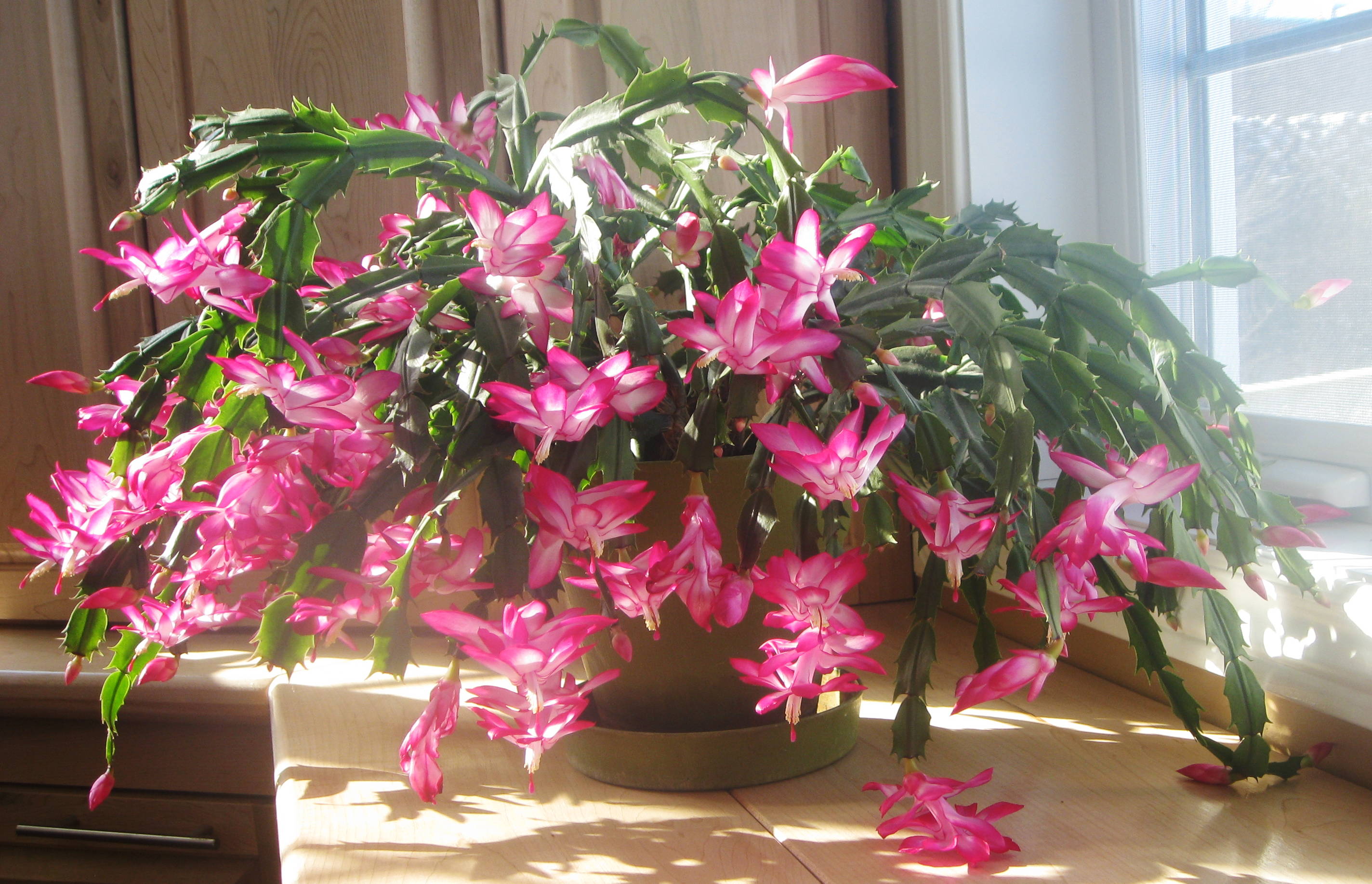 Red Winter Flowering Cactus Seeds for Indoor Growing