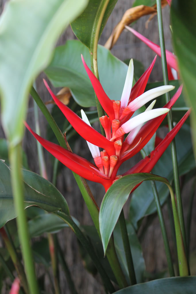 Strelitzia Reginae Flower seeds for Planting - Easy to Grow, Heirloom & GMO Free Seeds for Home Garden