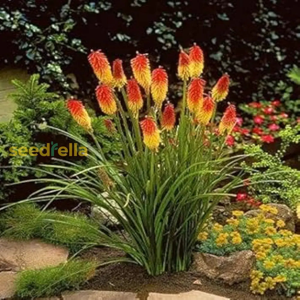 Red Yellow Kniphofia Seeds For Planting Vibrant Flower Your Garden Plant Seeds