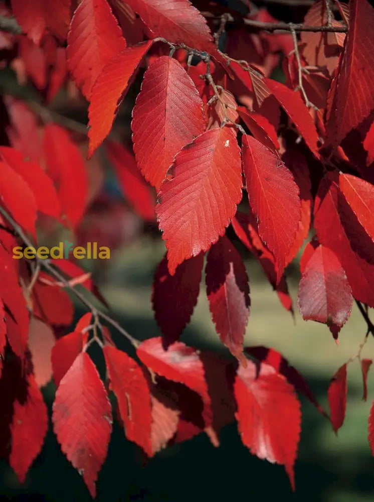 Red Zelkova Tree Seeds For Gardening & Planting - Ideal Landscaping Growth