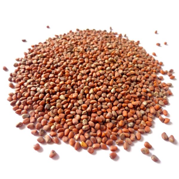 China Rose Rettichsamen Seeds for Spicy, Flavorful Radishes