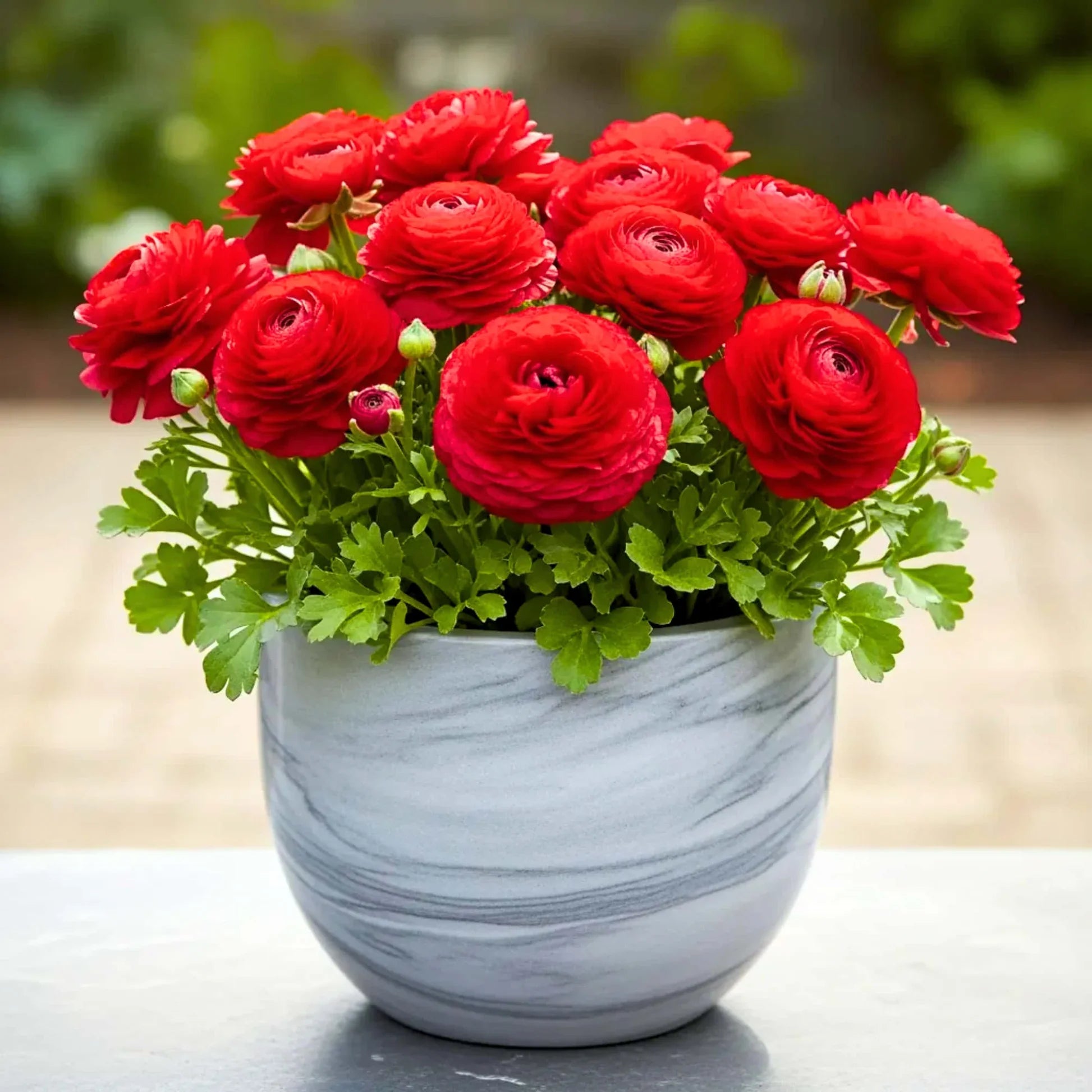 Red Ranunculus Flower seeds for Planting Perfect for Borders Heirloom & GMO Free Seeds for Home Garden
