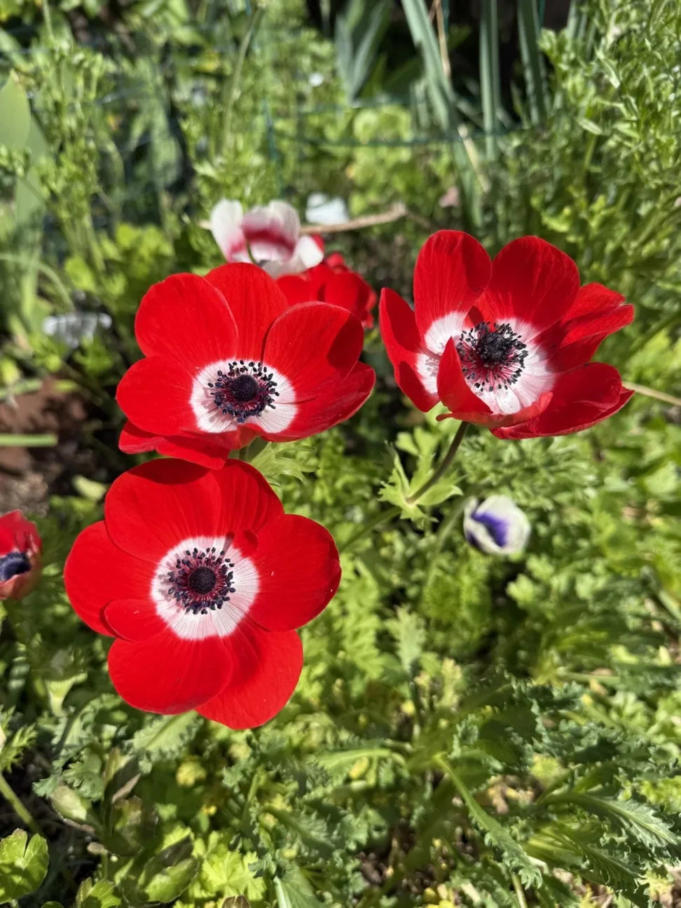 Red Anemone Flower seeds blooming in flower beds, containers, borders, and pollinator-friendly gardens