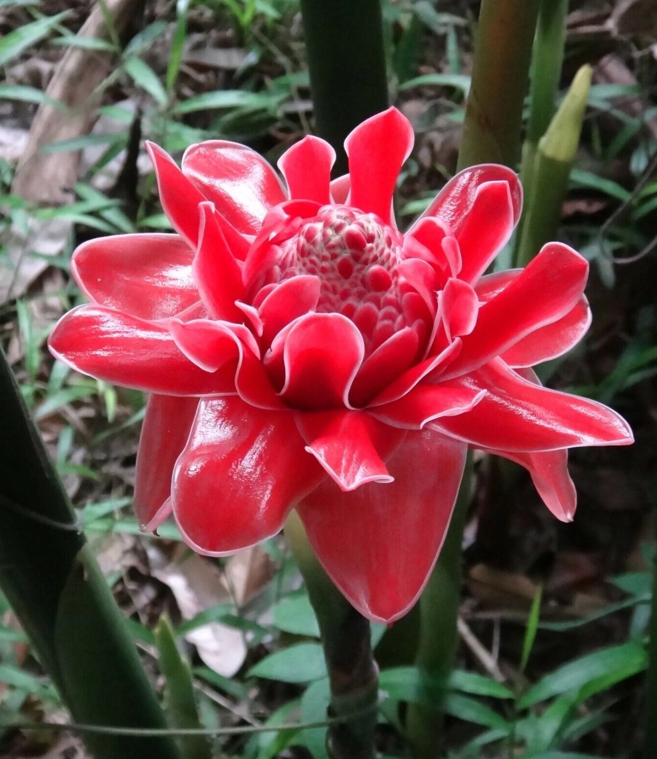 Pink Etlingera Flower seeds for Planting - Easy to Grow, Heirloom & GMO Free Seeds for Home Garden