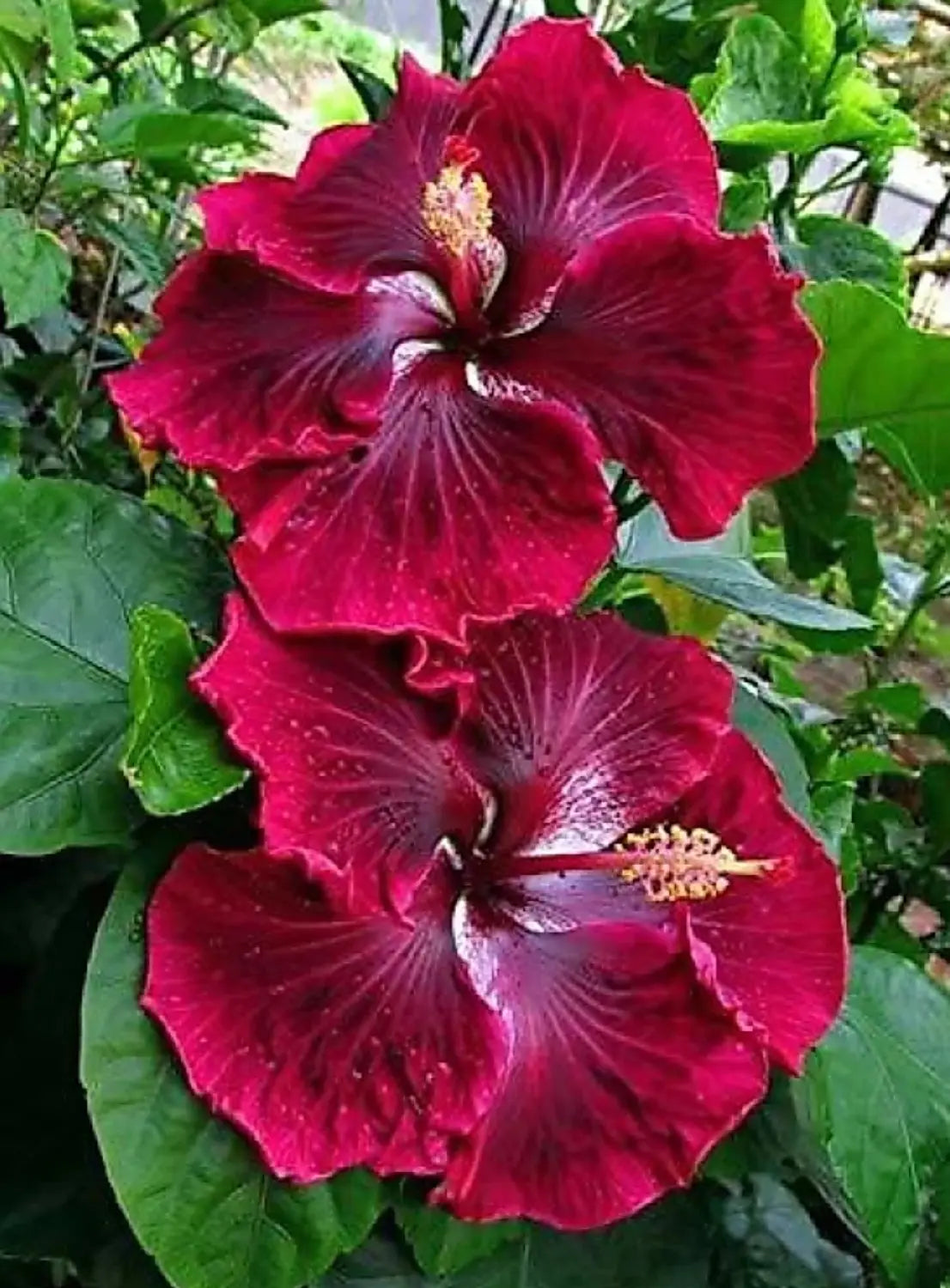 Purple Maroon Hibiscus Flower seeds for Planting - Colorful Display, Heirloom & GMO Free Seeds for Home Garden