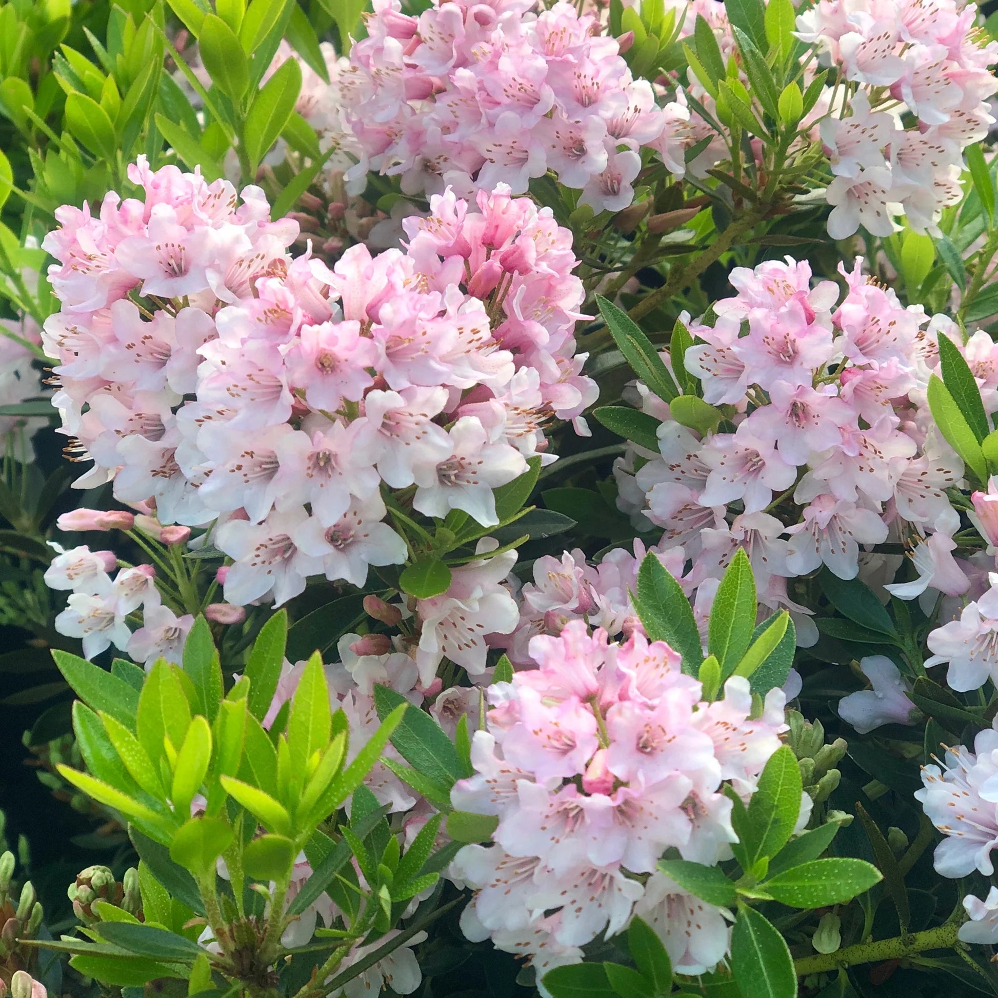 Baby Pink Rhododendron Flower Seeds for Planting Long Bloom Season Heirloom & GMO Free Seeds for Home Garden
Sale