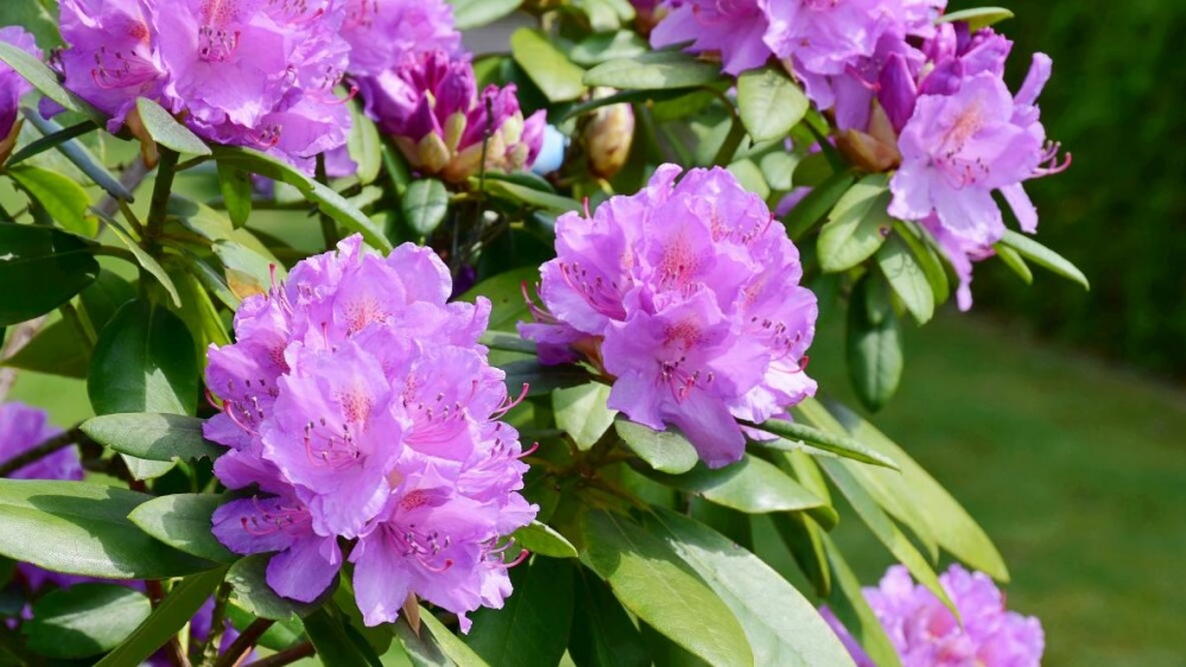 Lavender Rhododendron Azalea Flower Seeds for Planting Low Maintenance Heirloom & GMO Free Seeds for Home Garden
Sale