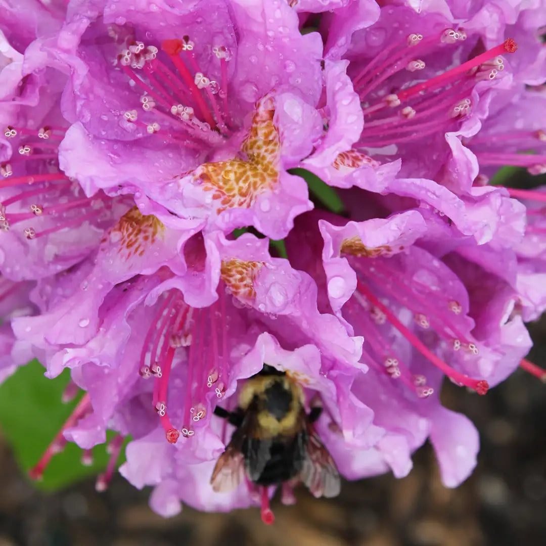 Violet Rhododendron Flower Seeds – Premium Quality Heirloom & NonGMO Seeds for Home Garden
Sale