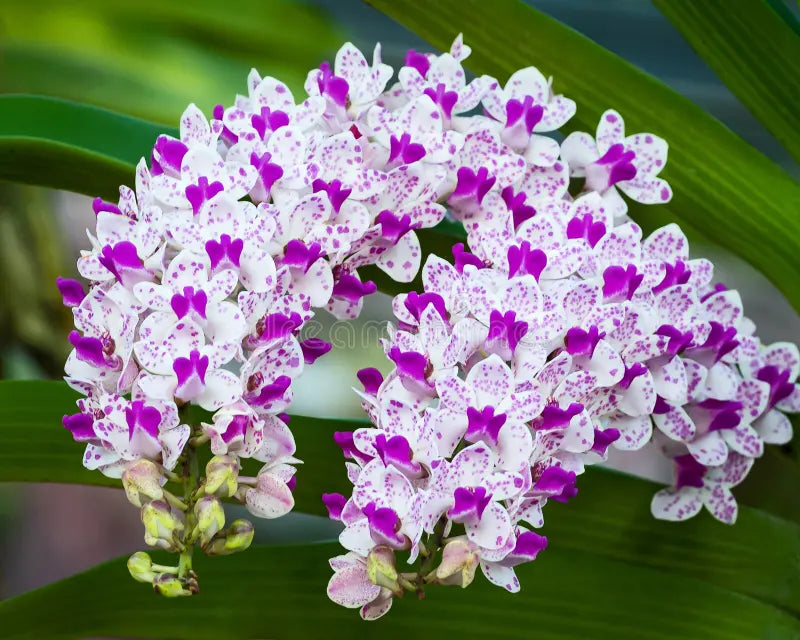 White Violet Cymbidium Flower seeds for Planting - Vibrant Colors, Heirloom & GMO Free Seeds for Home Garden