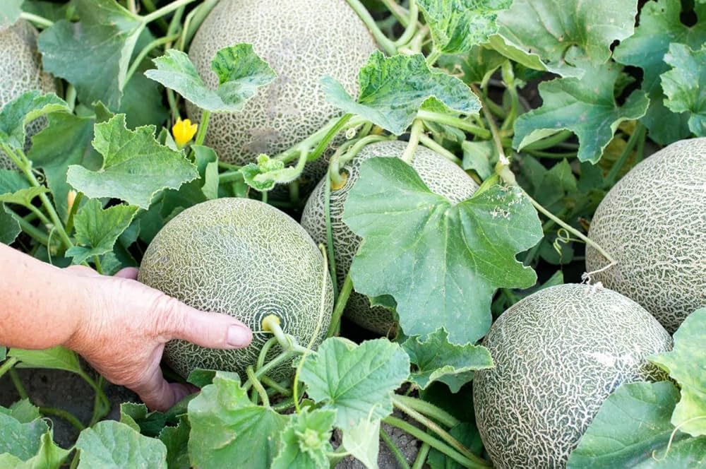 Ripe yellow cantaloupe fruits with sweet orange flesh