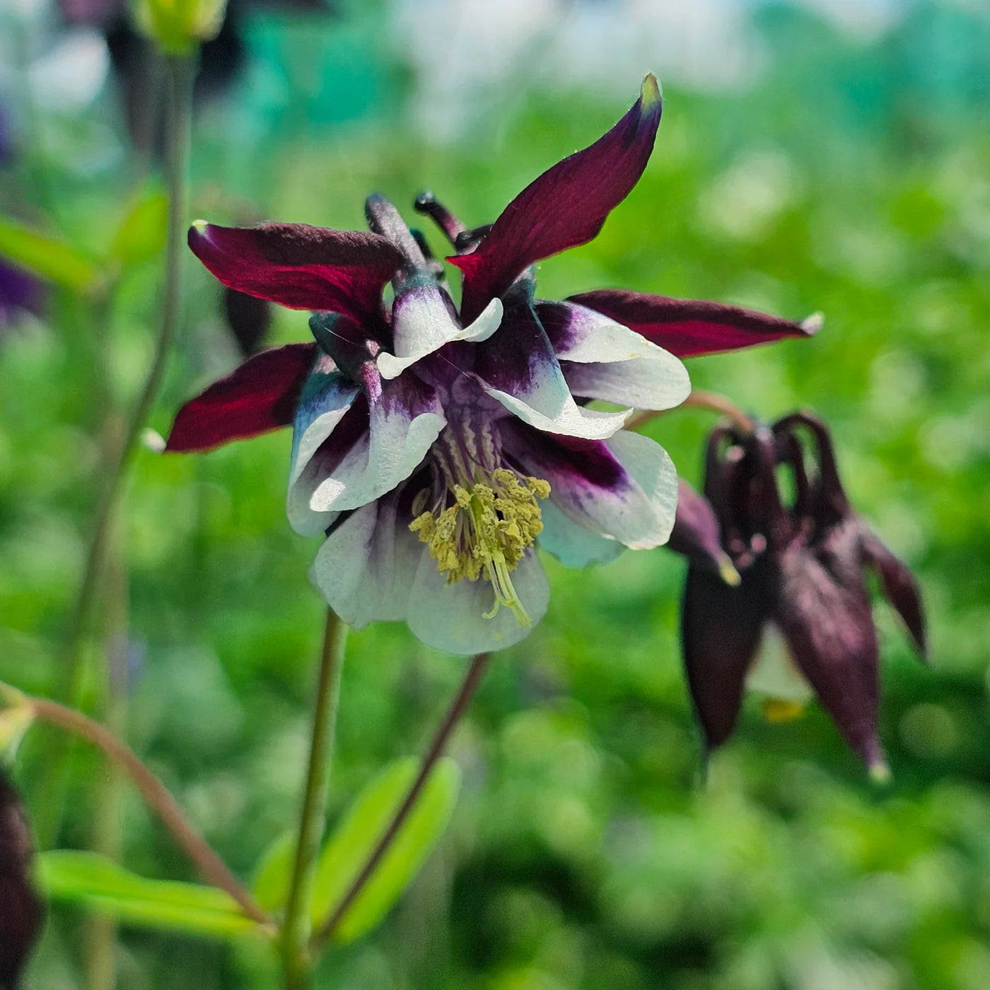 Purple White William Guiness Flower seeds for Planting - Compact Growth, Heirloom & GMO Free Seeds for Home Garden
