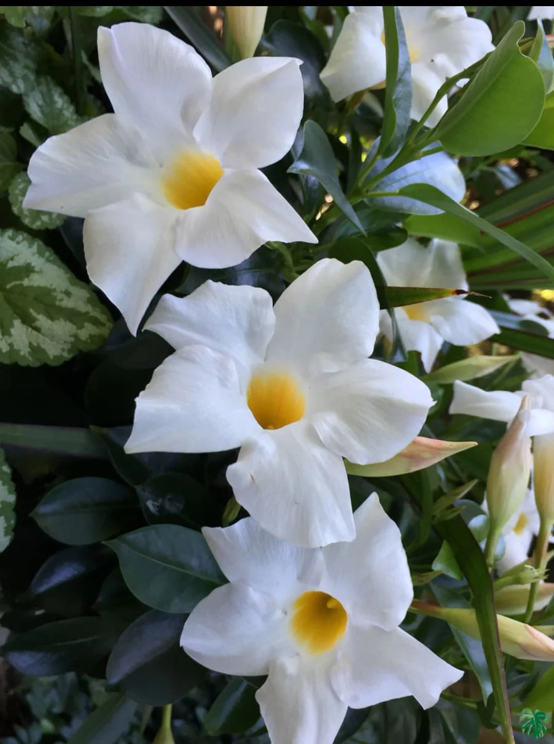 White Mandevilla Flower seeds for Planting Cottage Garden Essential Heirloom & GMO Free Seeds for Home Garden