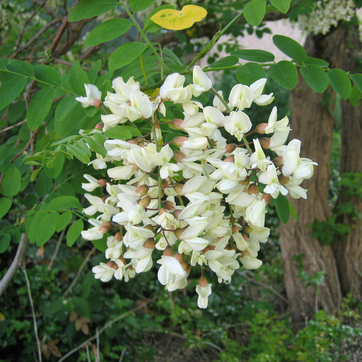 Robinia Flower seeds for Planting - Long Bloom Season, Heirloom & GMO Free Seeds for Home Garden