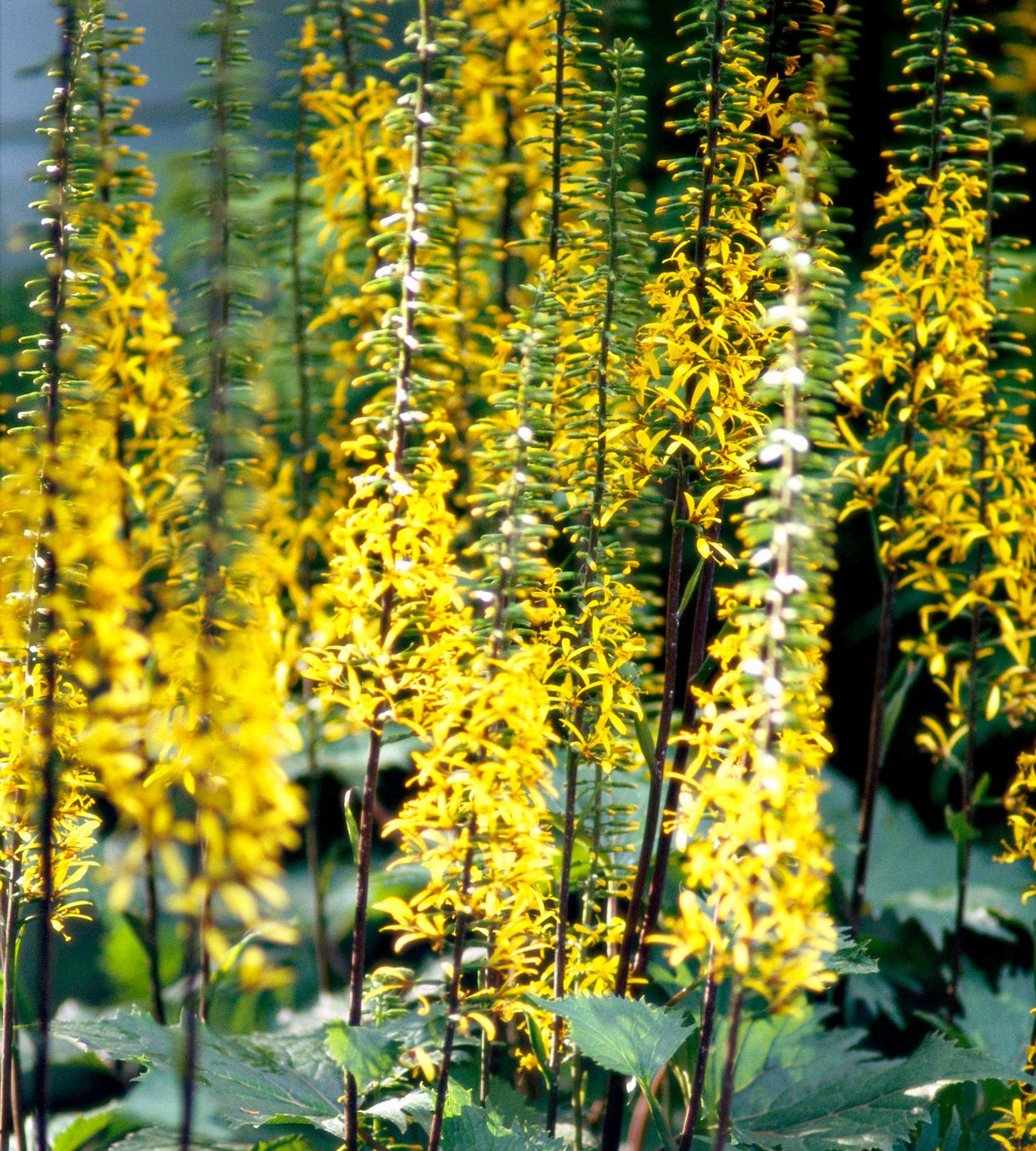 Yellow Ligularia Plant Seeds Planting Guide