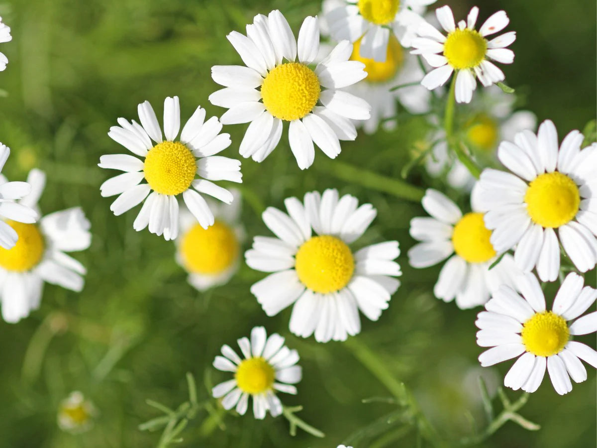 Chamomile Seeds - Bodegold (Matricaria recutita) - Evergrowseeds