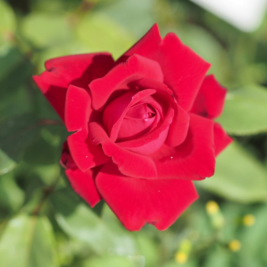 Pink Mix Ruby Rose Flower Seeds for Planting Bright Blooms Heirloom & GMO Free Seeds for Home Garden
Sale