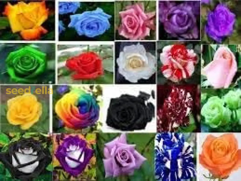 Rose Flower Planting Seeds