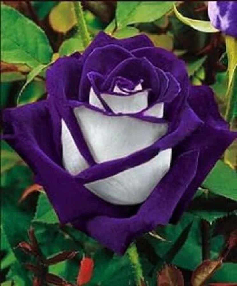 White & Purple Roses planted along garden border
